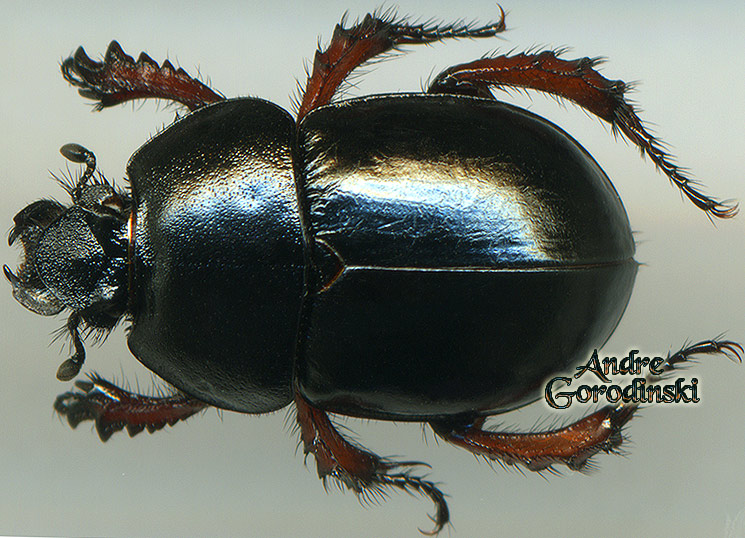 http://www.gorodinski.ru/geotrupes/Geotrupes paulusi.jpg